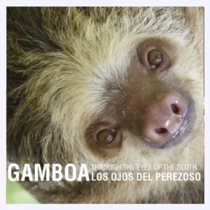 gamboa-through-the-eyes-of-the-sloth