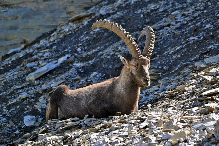 ga_04